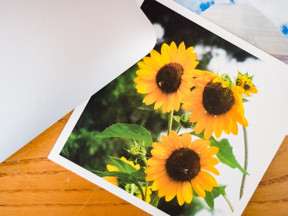 yellow sunflower photo preview