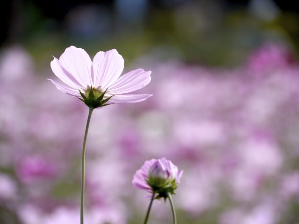 pink flower in macro shot preview