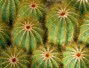 Cactus thumbnail