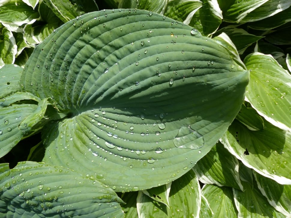 Plant, Raindrop, Hosta, Green, Sheet, green color, leaf preview