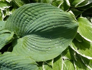 Plant, Raindrop, Hosta, Green, Sheet, green color, leaf thumbnail