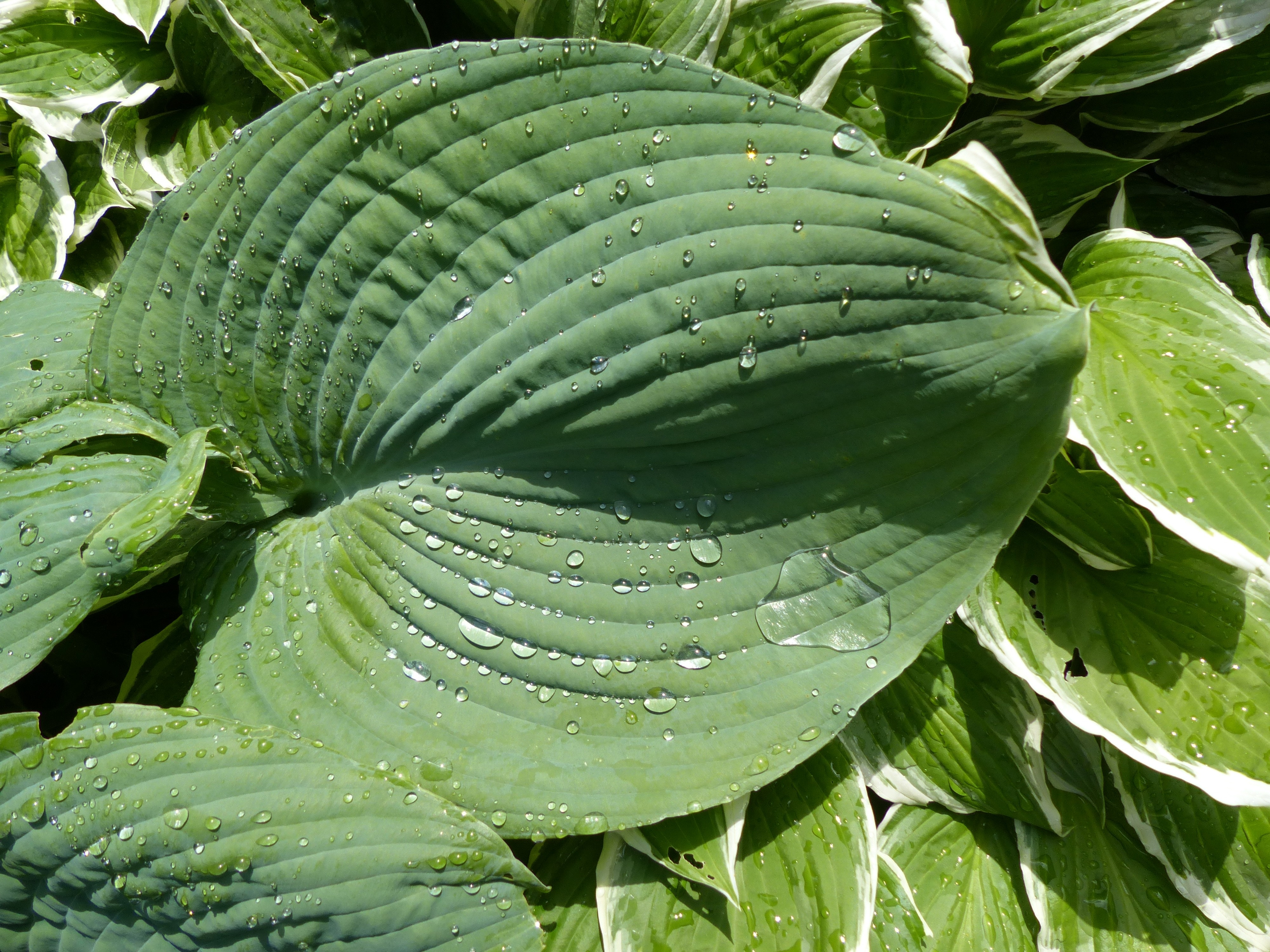 Plant, Raindrop, Hosta, Green, Sheet, green color, leaf