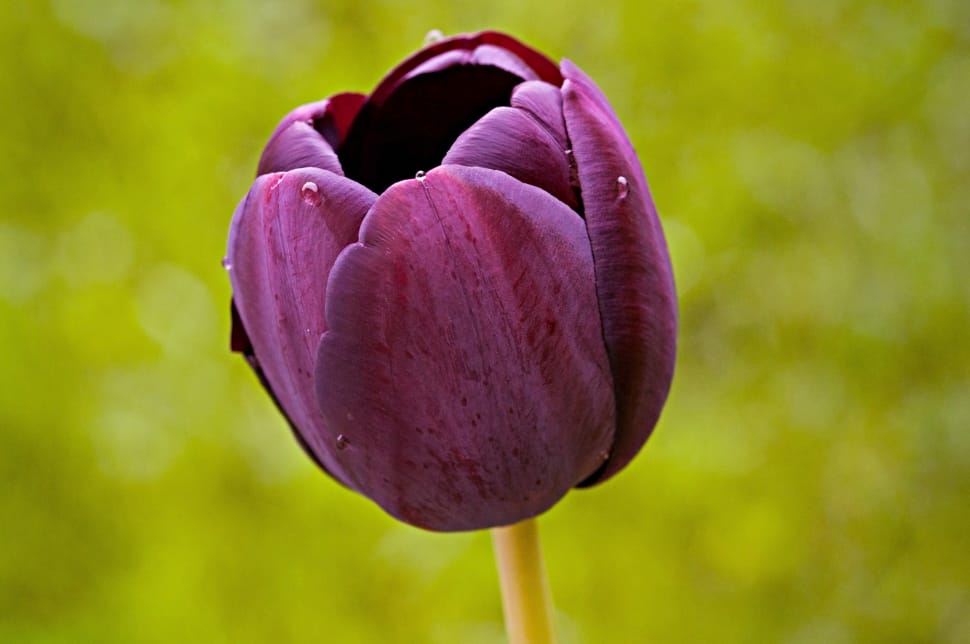 dark purple tulip flower preview