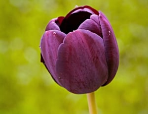 dark purple tulip flower thumbnail