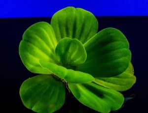 Foliage Plant, Floating Plant, Plant, green color, freshness thumbnail