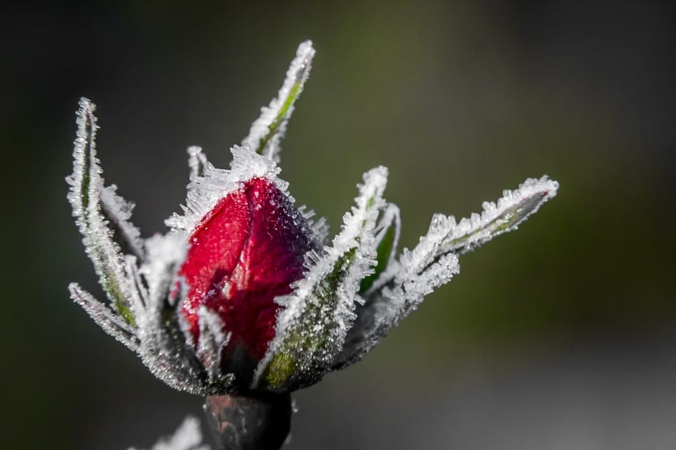 Snø, Rose, Enkelt Blomst, Blomst, Vinter, ,  preview