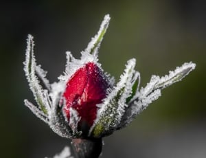 Snø, Rose, Enkelt Blomst, Blomst, Vinter, ,  thumbnail