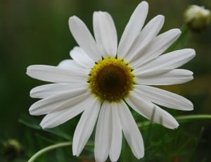 daisy flower thumbnail