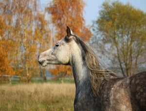white and brown horse on grass field during day thumbnail