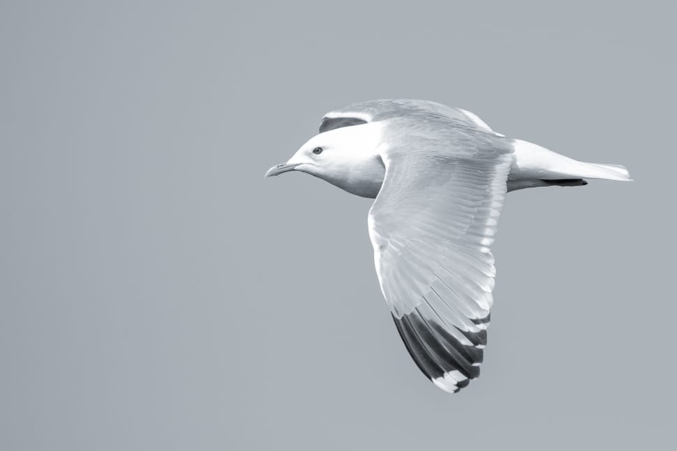 grayscale seagull photo preview