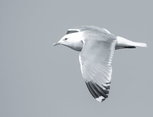 grayscale seagull photo thumbnail