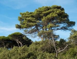 photography of tall tree under blue sky during day time thumbnail