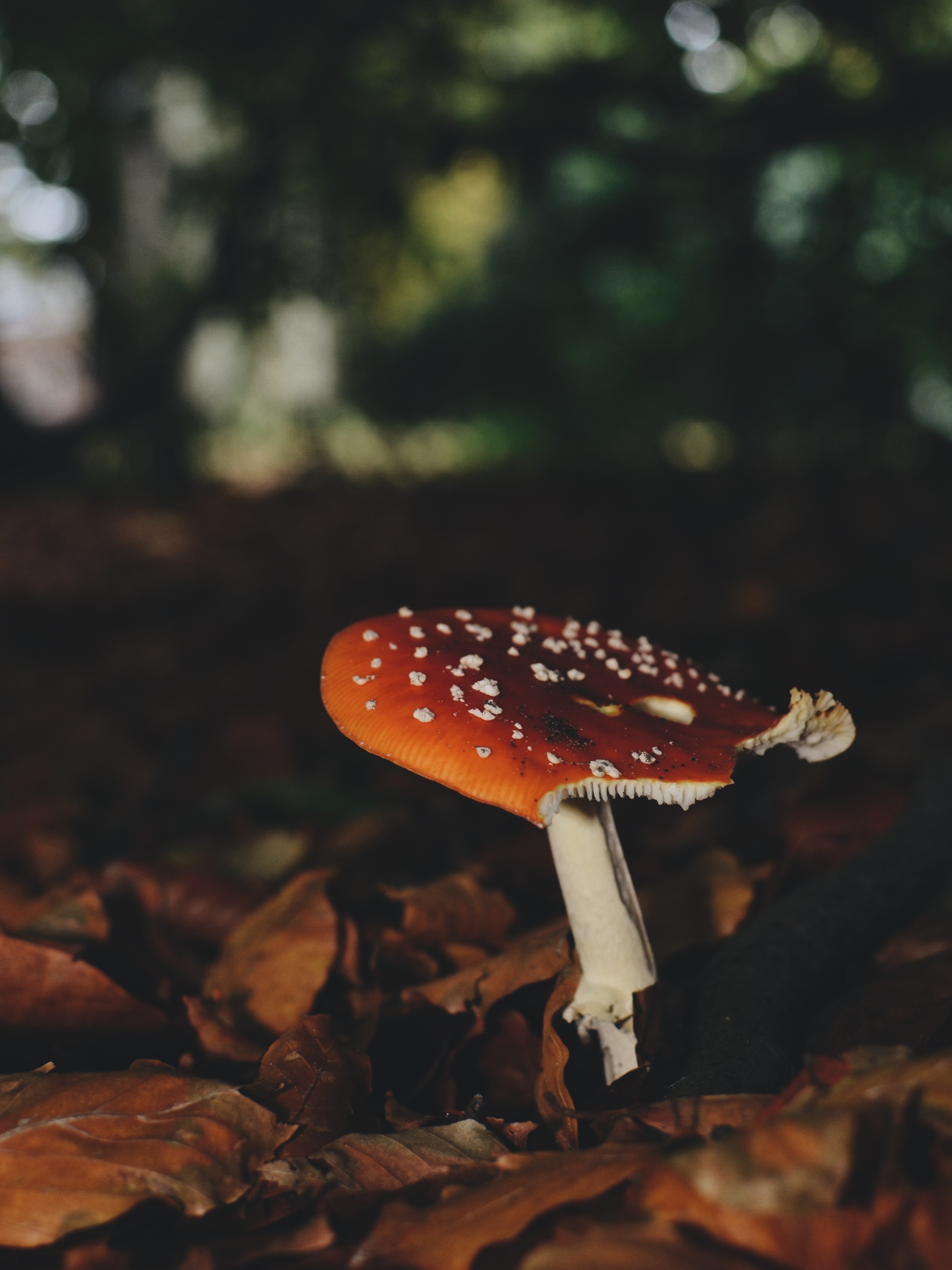 brown and white mushroom