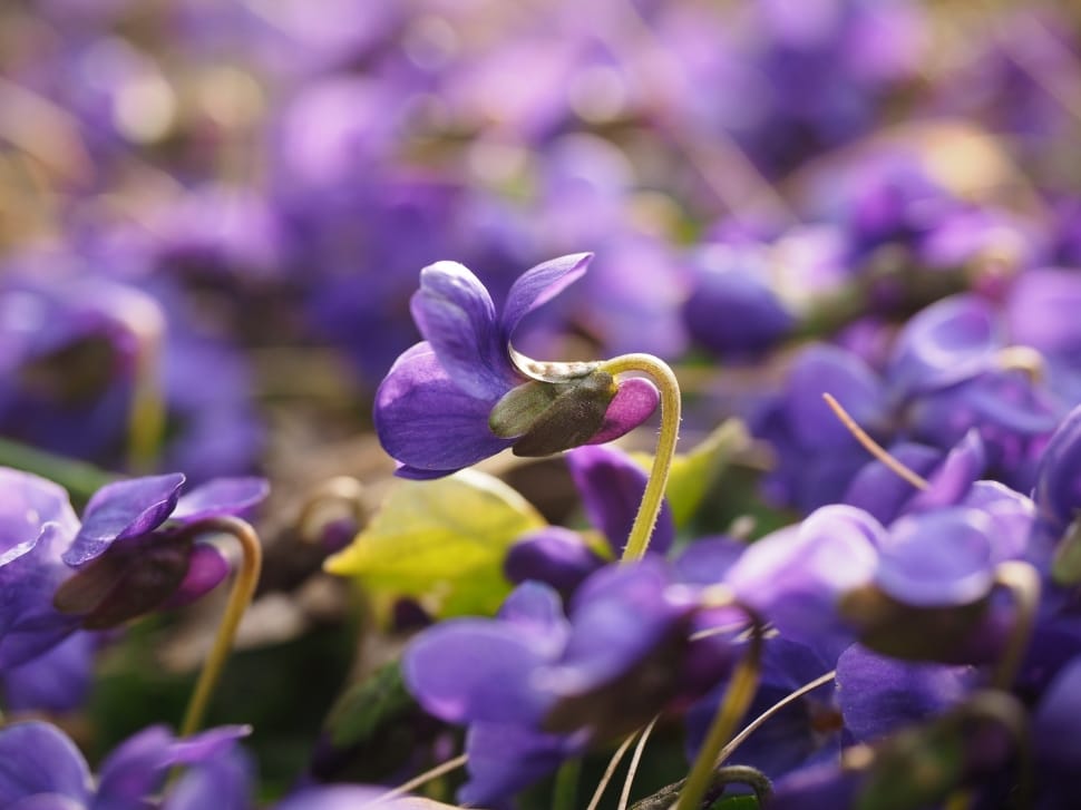 Scented Violets, Blossom, Violet, Flower, purple, flower preview