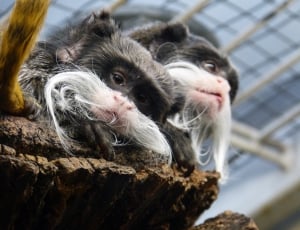 two black and white haired monkeys thumbnail