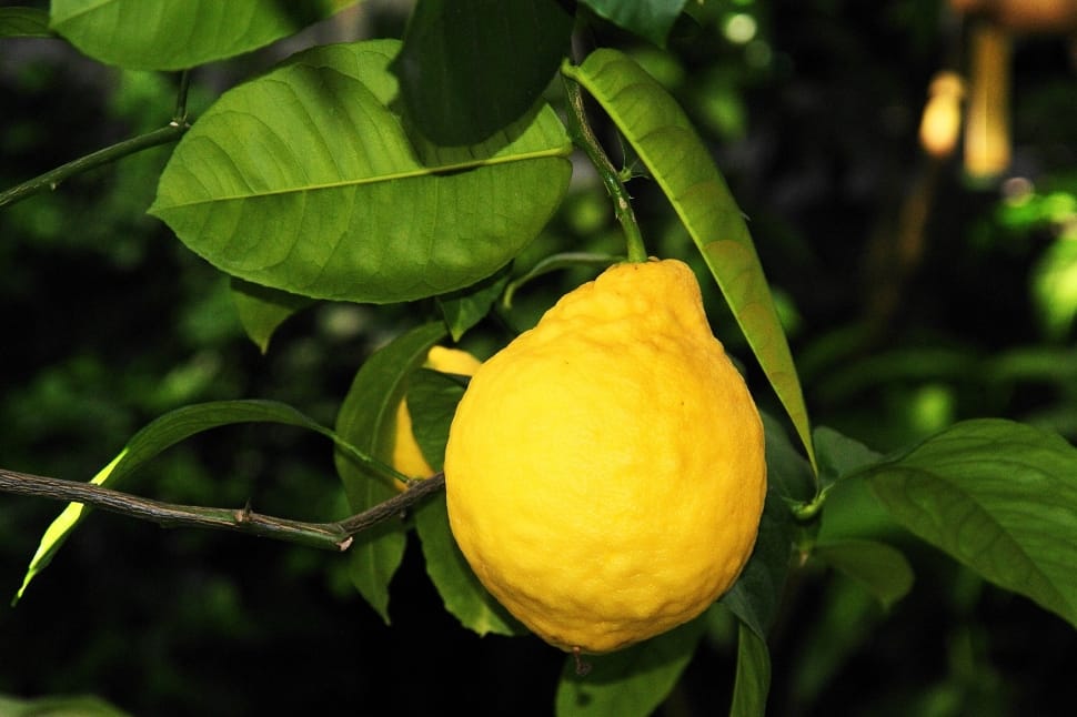 Vitamins, Botanical Garden, Lemon, Fruit, food and drink, leaf preview