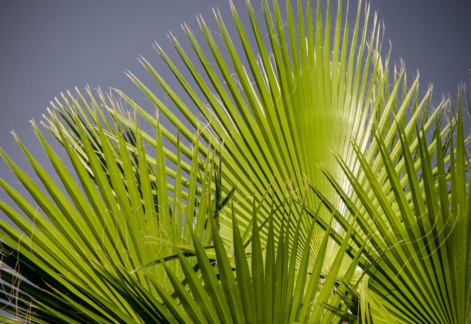 green palm tree preview