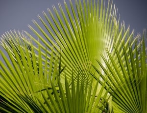 green palm tree thumbnail