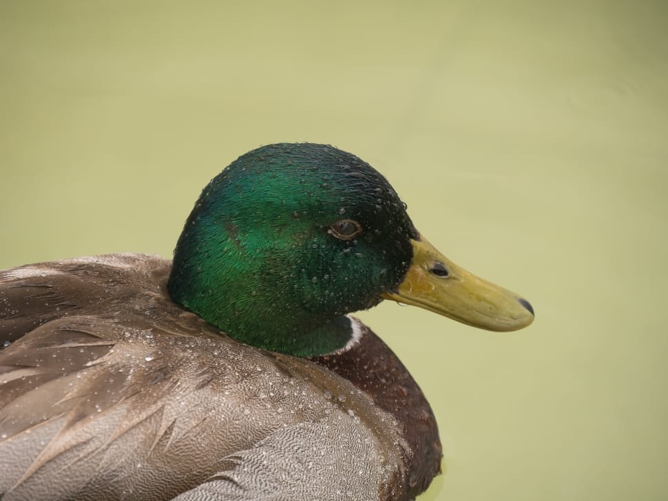 male mallard duck preview