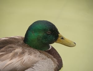 male mallard duck thumbnail
