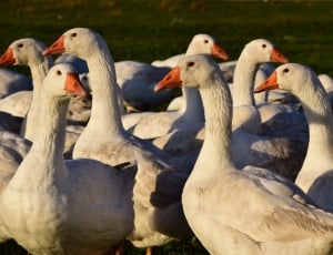 flock of geese thumbnail