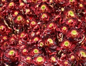 Botanical, Bush, Australia, Flower, Red, red, full frame thumbnail