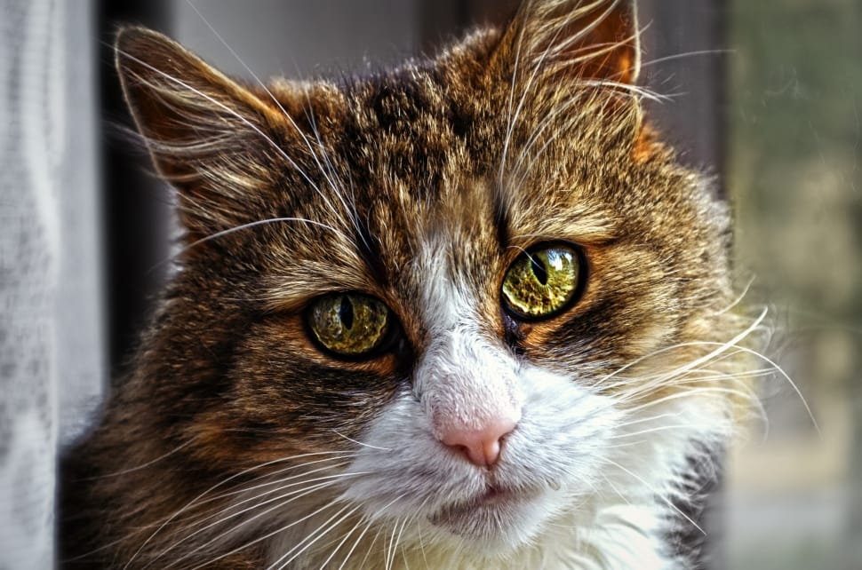 Tomcat, Eyes, Pet, Mammal, View, domestic cat, pets preview