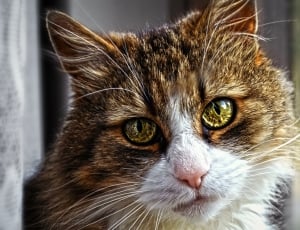 Tomcat, Eyes, Pet, Mammal, View, domestic cat, pets thumbnail