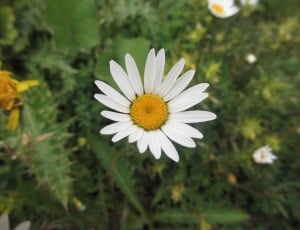 white petals flowers thumbnail