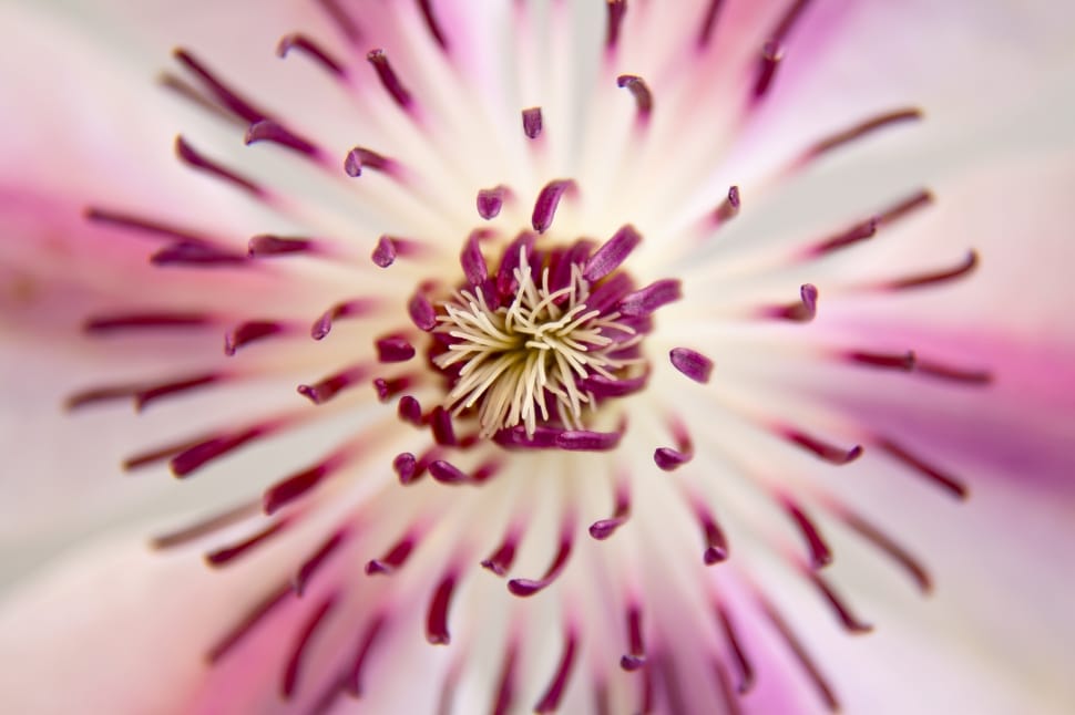 pink gerbera flower preview