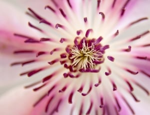 pink gerbera flower thumbnail