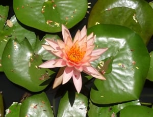 Water Lily, Nymphaea Colorado, Flower, flower, leaf thumbnail