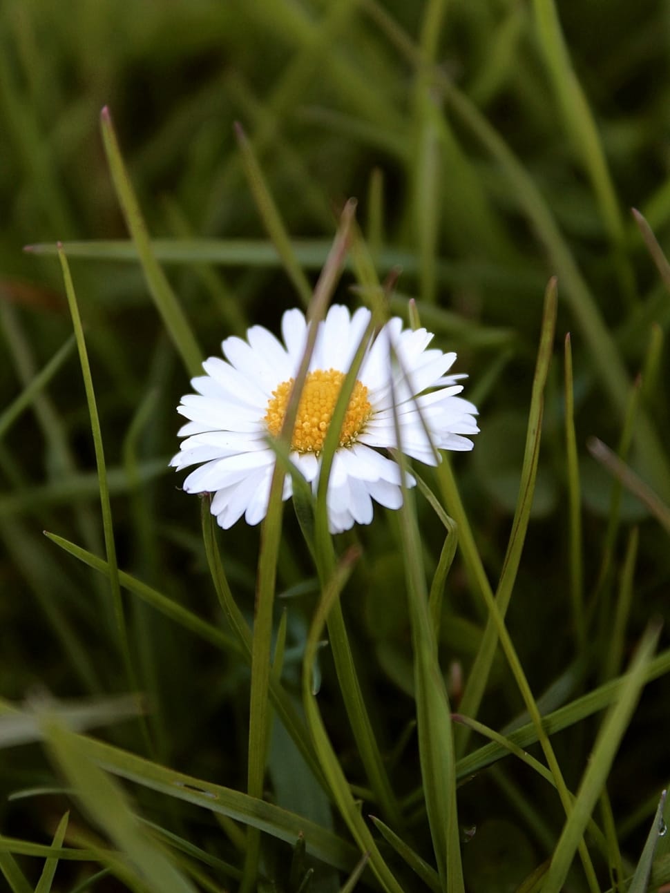 white flower on green grass field preview
