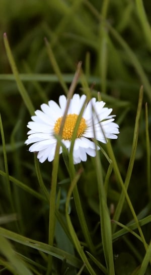 white flower on green grass field thumbnail
