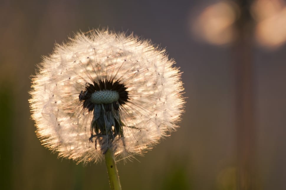 white dandelion preview