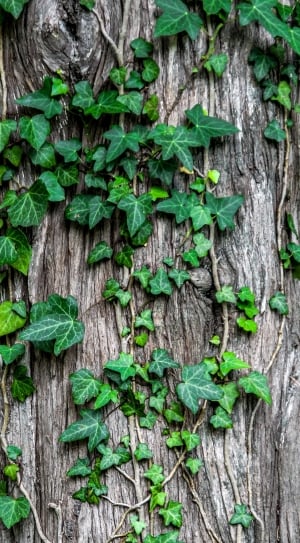 brown tree trunk and green leafed vines thumbnail
