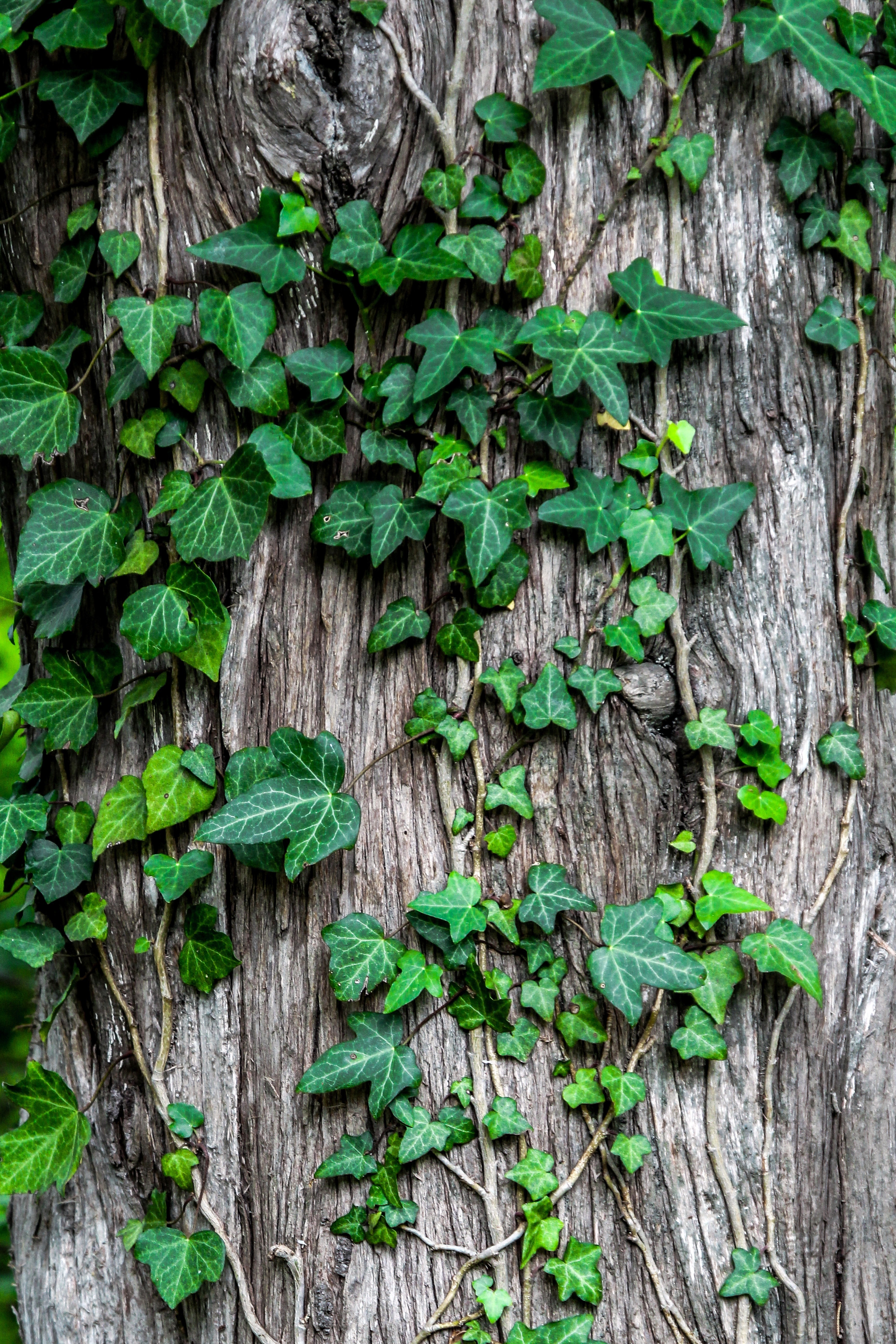 brown tree trunk and green leafed vines