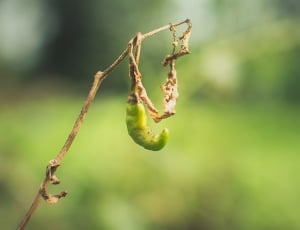 caterpillar on brown stem thumbnail