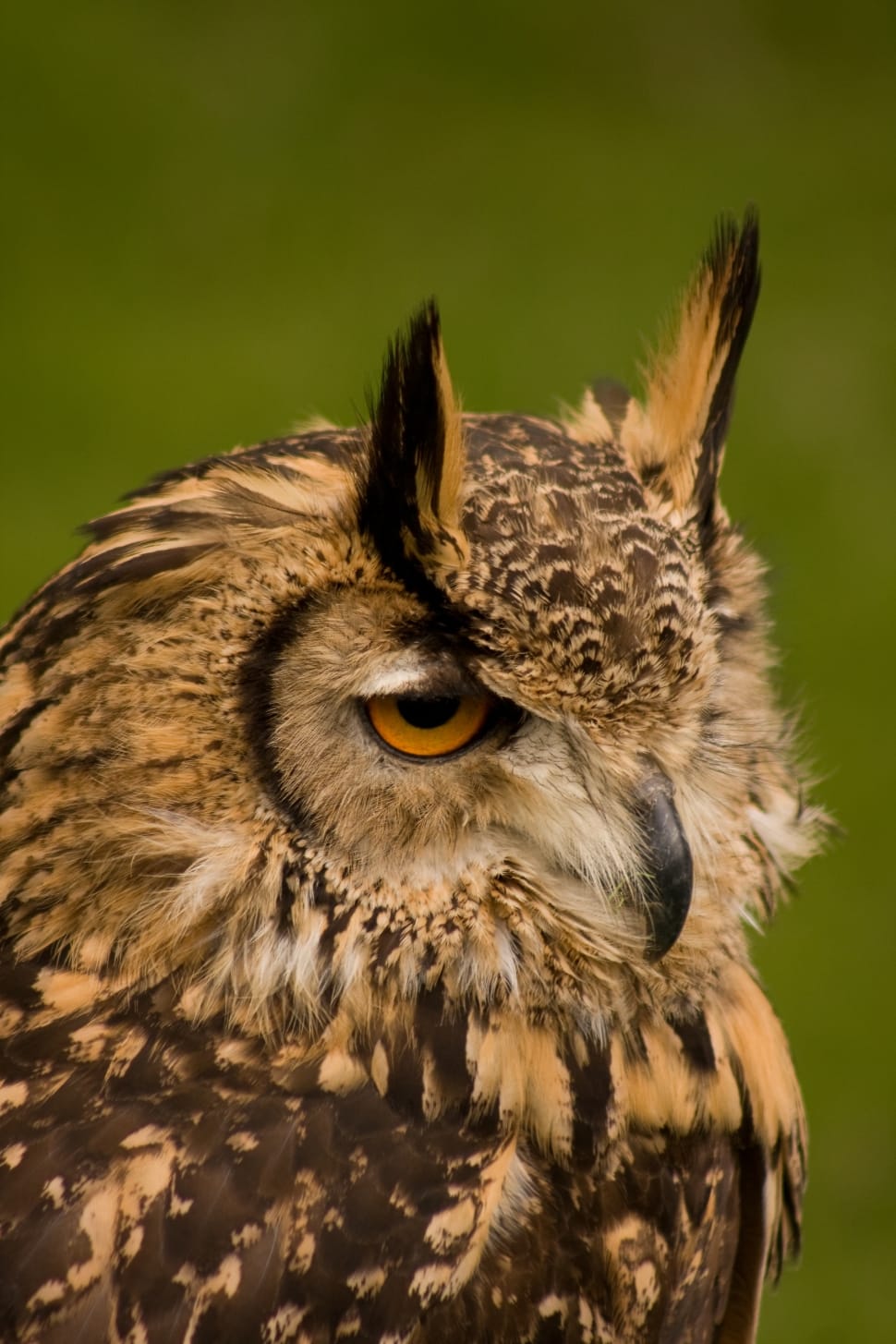 Bird, Owl Eyes, Owl, Wildlife, Close Up, one animal, animal body part preview