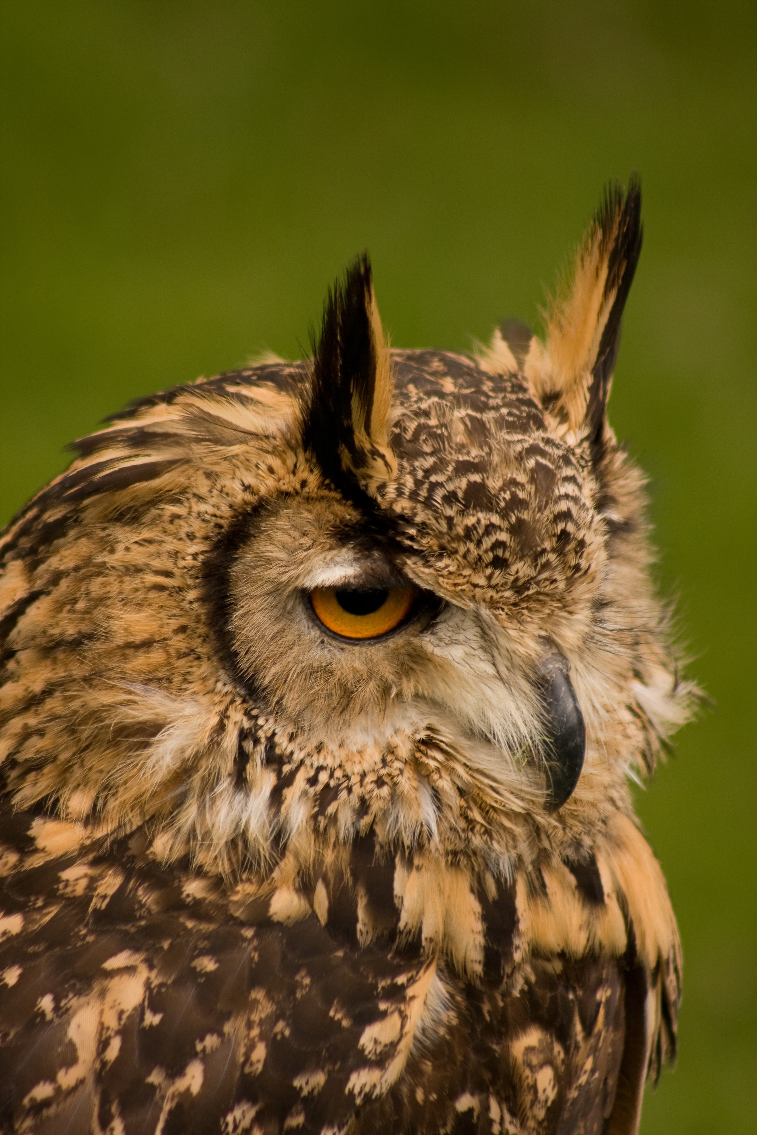 Bird, Owl Eyes, Owl, Wildlife, Close Up, one animal, animal body part