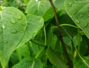 green ovate leaf plant thumbnail