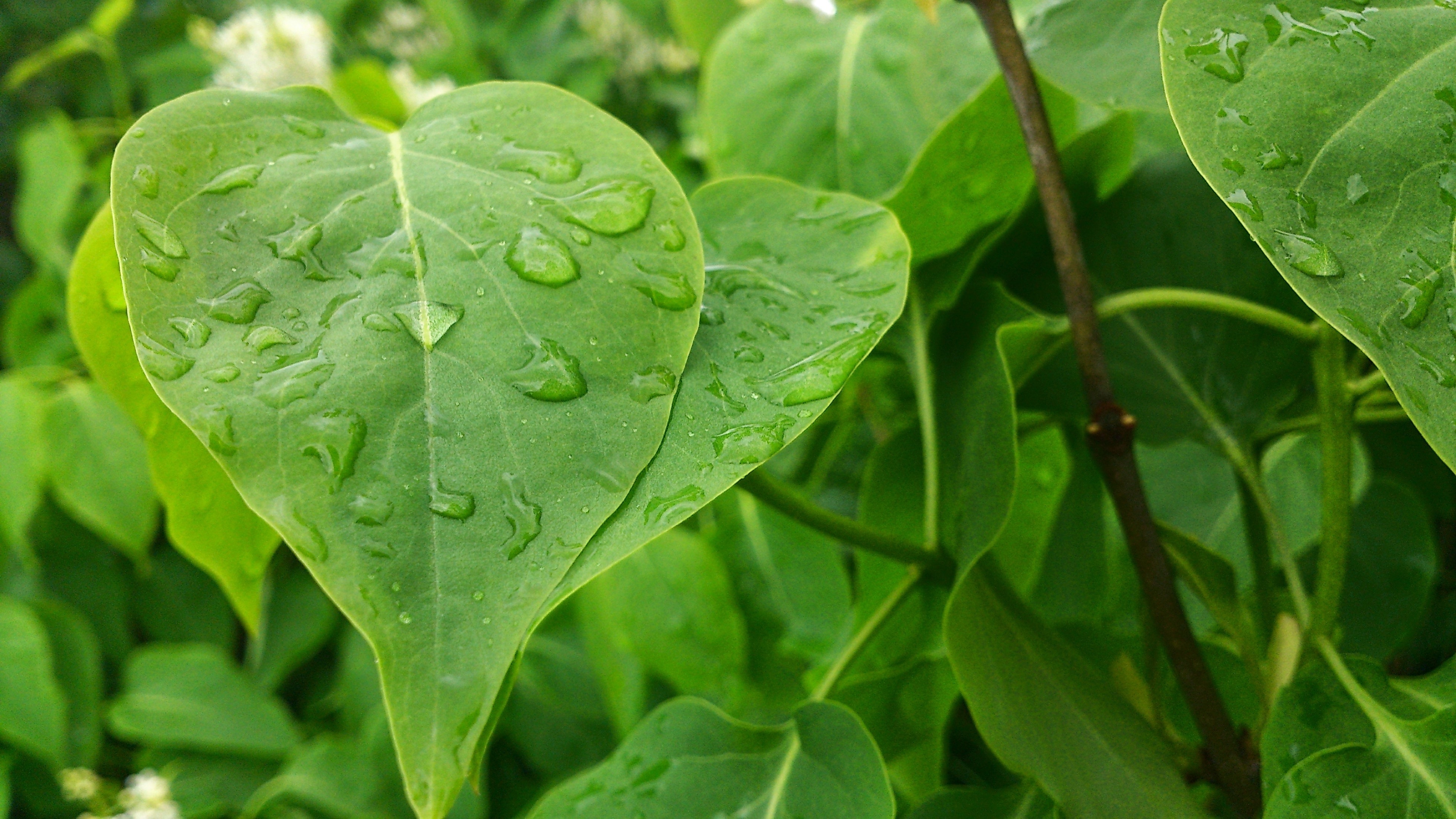 green ovate leaf plant