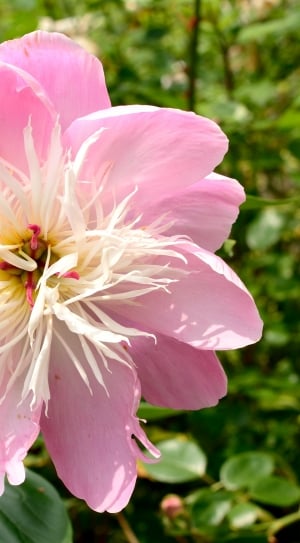 pink and white flower macro photography thumbnail