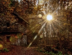 house in the middle of forest photography thumbnail