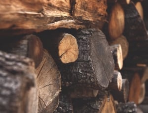 shallow focus photography of brown fire wood thumbnail