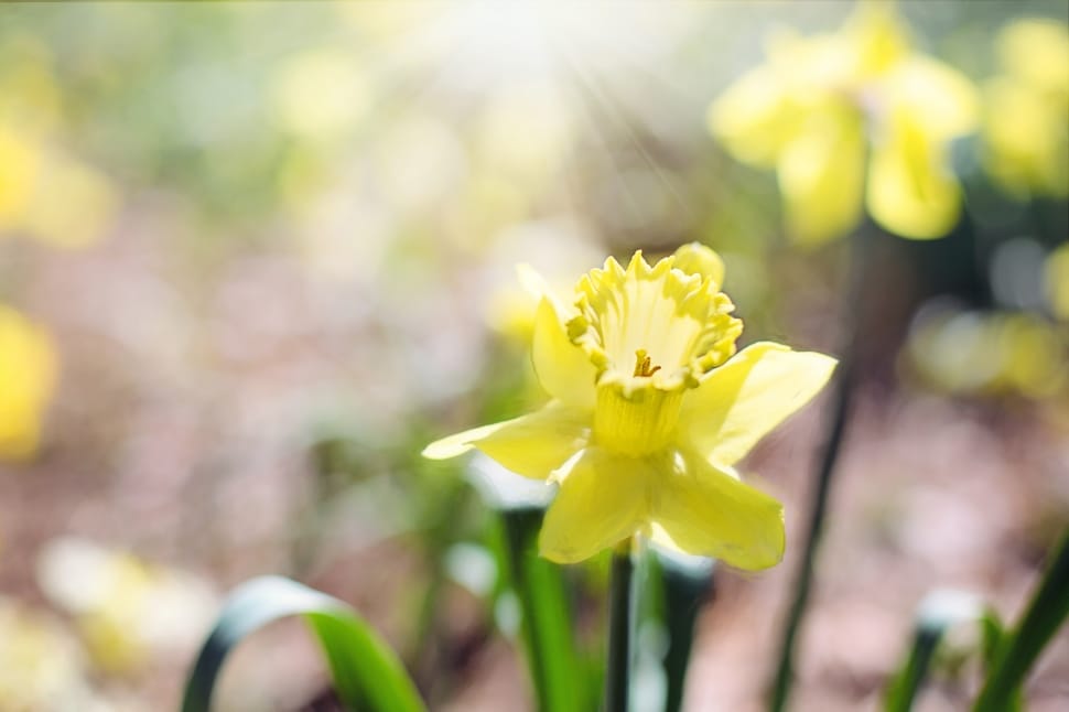 yellow daffodil preview