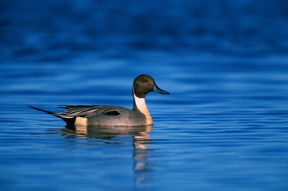 black and white duck preview