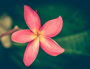 pink plumeria flower thumbnail