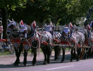 horse carriage parade during daytime thumbnail