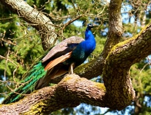 blue green and brown peacock thumbnail